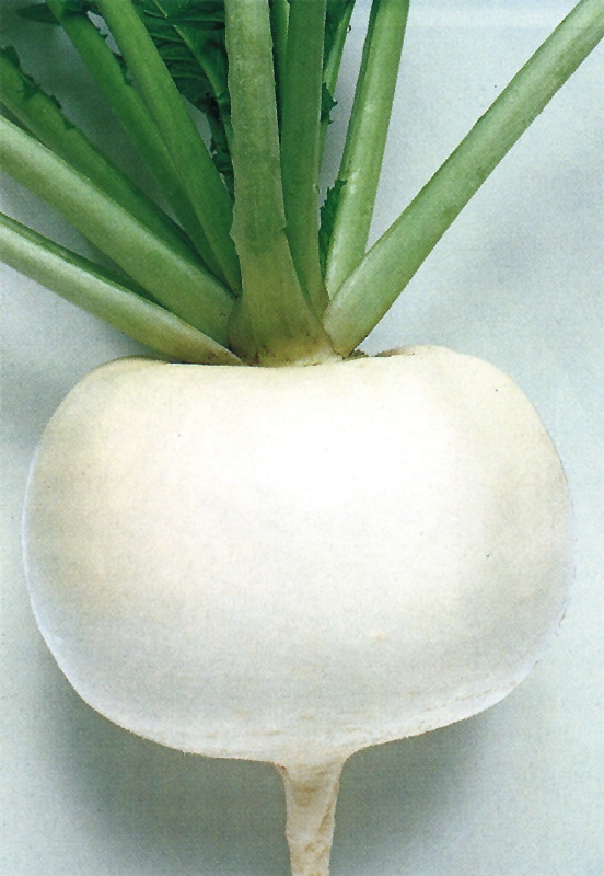 タキイ種苗 カブ種子 早生大蕪[AKA001]【取り寄せ注文】＊種子有効期限2026年4月末