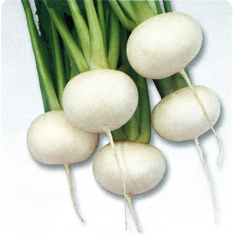 タキイ種苗 カブ種子 金町小蕪[AKA114]【取り寄せ注文】