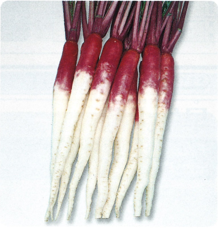 タキイ種苗 カブ種子 日野菜[AKA227]【取り寄せ注文】