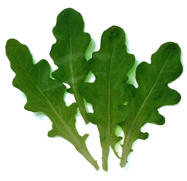 中原採種場　ベビーリーフ種子　グリーンオーク【取り寄せ注文】