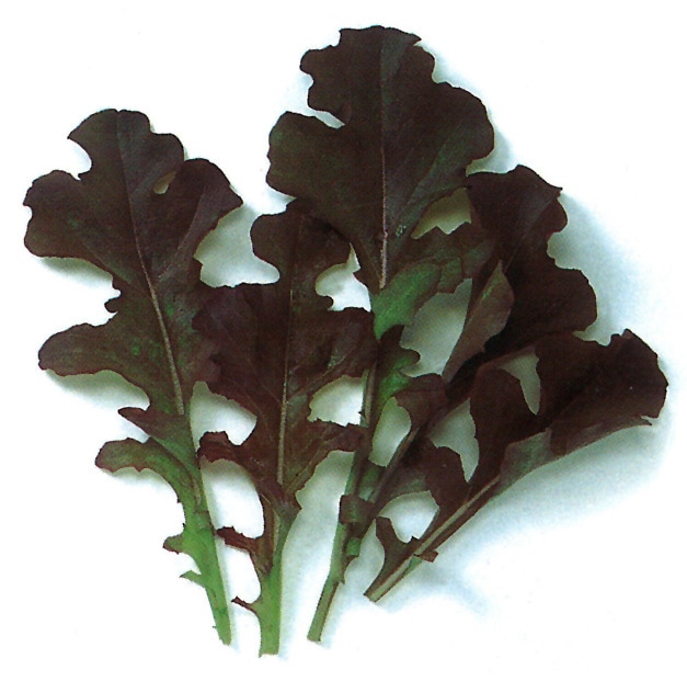 中原採種場　ベビーリーフ種子　レッドオーク【取り寄せ注文】