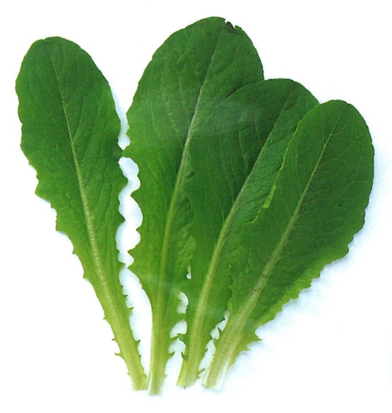 中原採種場 ベビーリーフ種子 グリーンロメイン【取り寄せ注文】【2026年春種予約商品】
