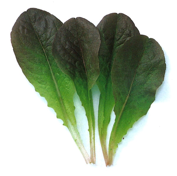 中原採種場　ベビーリーフ種子　レッドロメイン【取り寄せ注文】