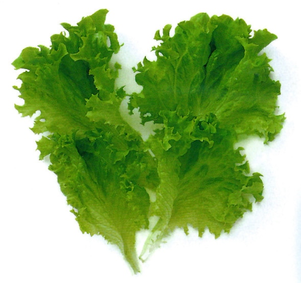 中原採種場 ベビーリーフ種子 ロログリーン【取り寄せ注文】【2026年春種予約商品】