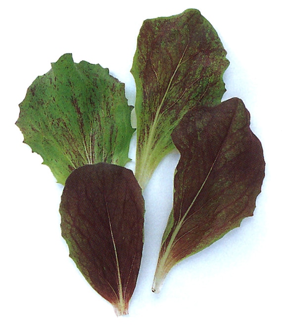 中原採種場　ベビーリーフ種子　チコリー(トレビス)【取り寄せ注文】