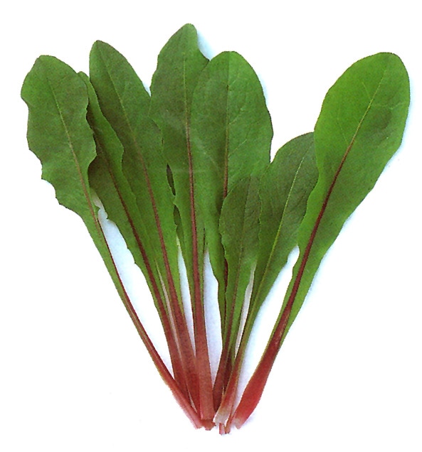 中原採種場　ベビーリーフ種子　チコリー(イタリアンレッド)【取り寄せ注文】