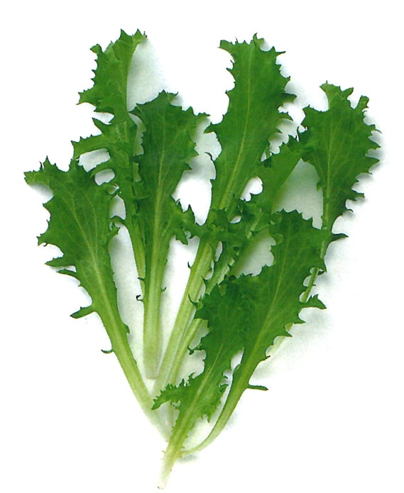 中原採種場　ベビーリーフ種子　エンダイブ（にがちしゃ）