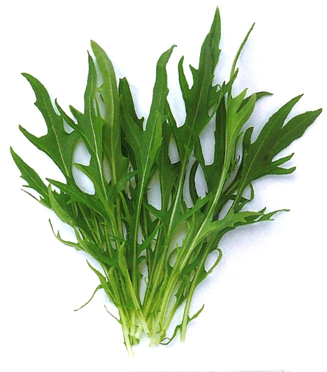 中原採種場　ベビーリーフ種子　早生ミズナ【取り寄せ注文】