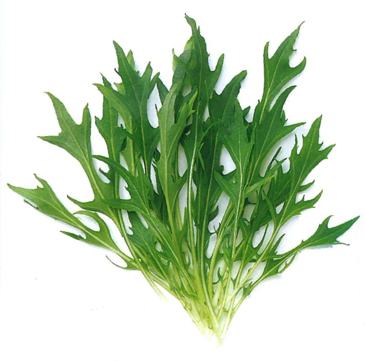 中原採種場　ベビーリーフ種子　晩生ミズナ【取り寄せ注文】