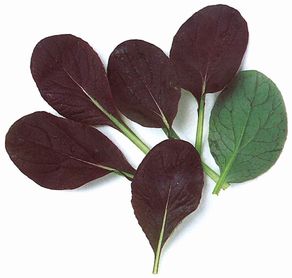 中原採種場　ベビーリーフ種子　レッド小松菜(F1)