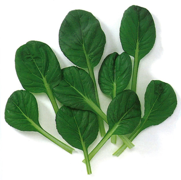 中原採種場　ベビーリーフ種子　ターサイ(場菜)【取り寄せ注文】【2026年春種予約商品】