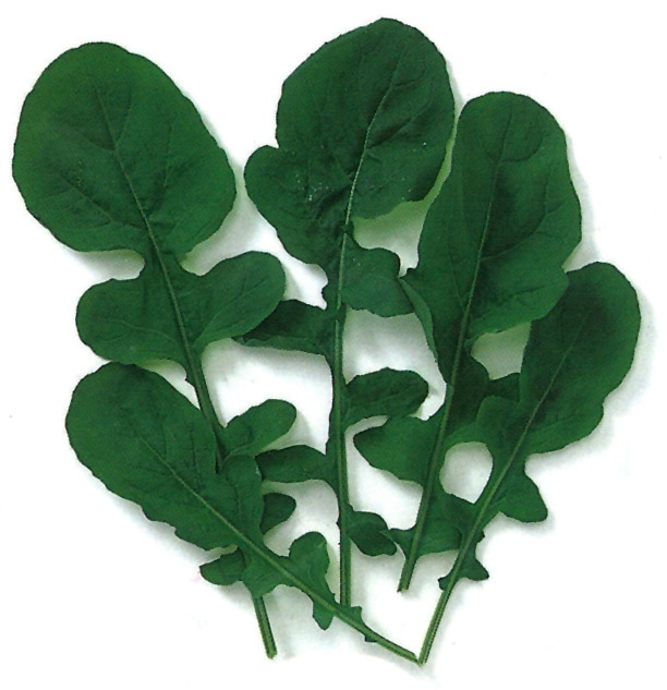 中原採種場 ベビーリーフ種子 ルッコラ(ロケット)【取り寄せ注文】【2026年春種予約商品】