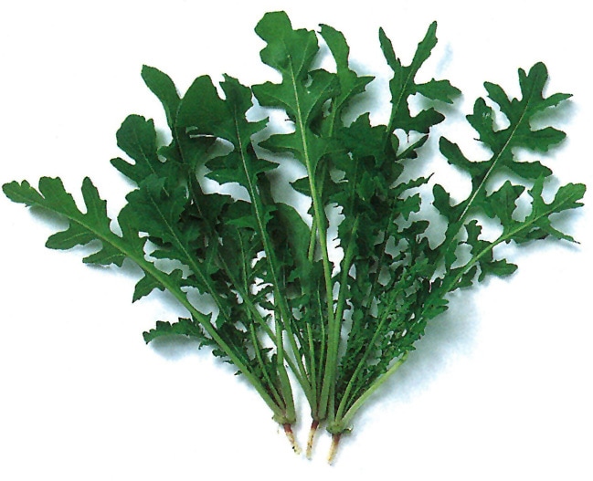 中原採種場　ベビーリーフ種子　切葉ロケット【取り寄せ注文】