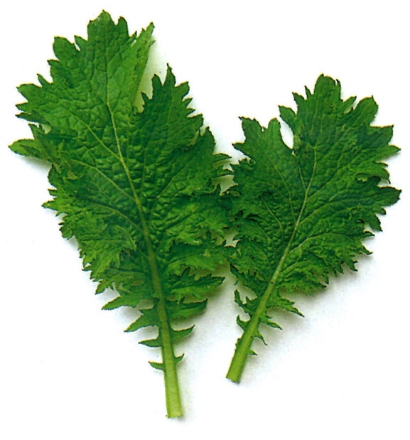 中原採種場 ベビーリーフ種子 グリーンマスタード(縮緬)【取り寄せ注文】【2026年春種予約商品】