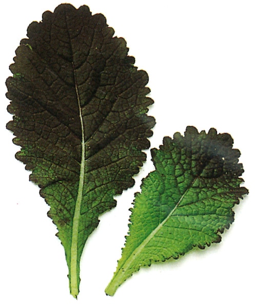 中原採種場　ベビーリーフ種子　 レッドマスタード（赤大葉）