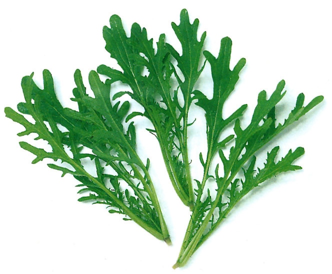 中原採種場　ベビーリーフ種子　グリーンからし水菜【取り寄せ注文】