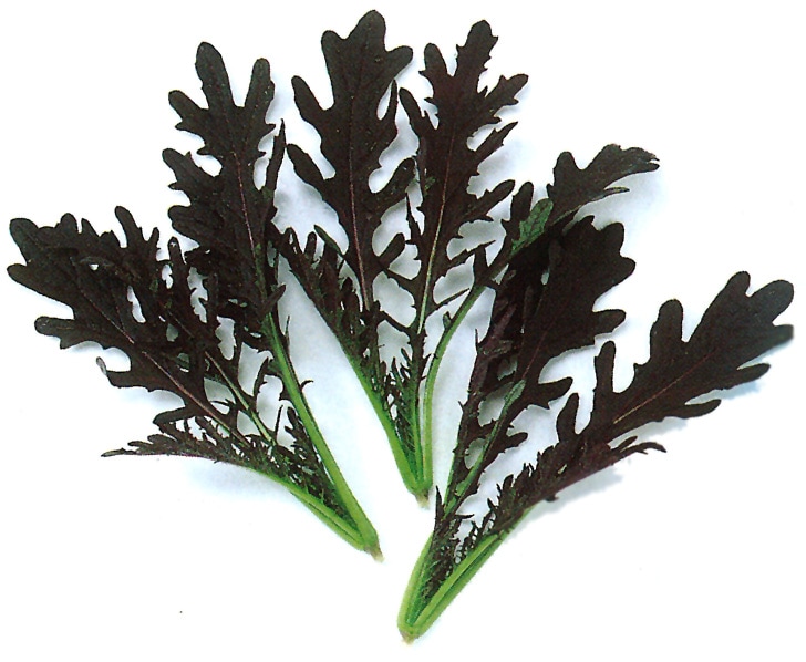 中原採種場　ベビーリーフ種子　レッドからし水菜【取り寄せ注文】