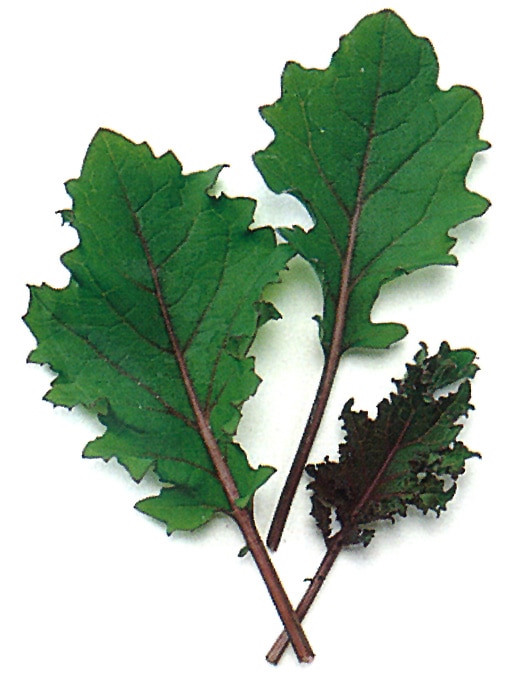 中原採種場　ベビーリーフ種子　レッドケール【取り寄せ注文】【取り寄せ注文】