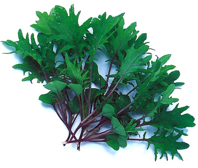 中原採種場　ベビーリーフ　切葉レッドケール【取り寄せ注文】