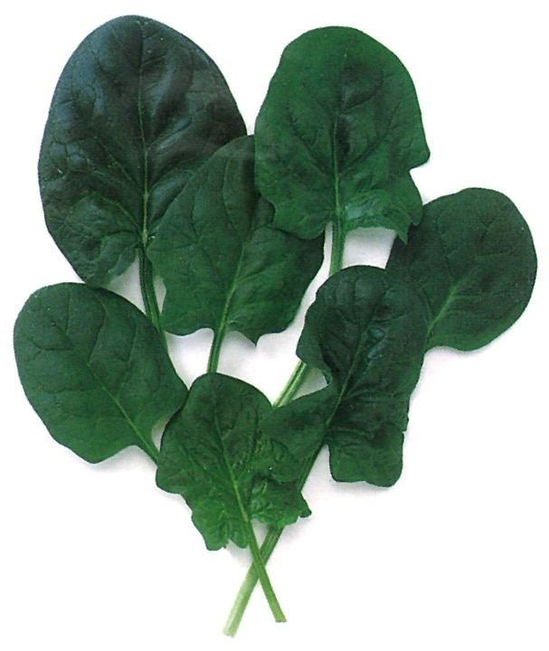 中原採種場 ベビーリーフ種子 グリーンスピナッチ(F1)【取り寄せ注文】