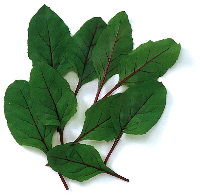 中原採種場　ベビーリーフ種子　ビート（デトロイト）【取り寄せ注文】