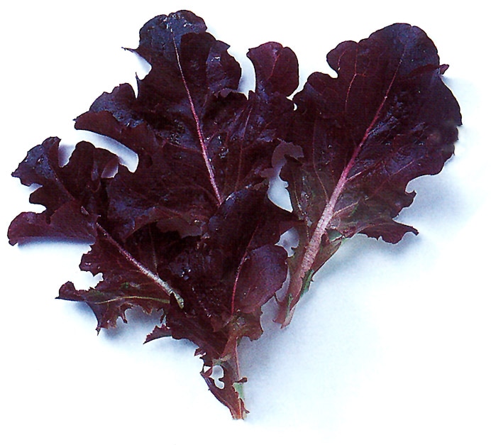 中原採種場 ベビーリーフ種子 レッドオーク（夏用）【取り寄せ注文】