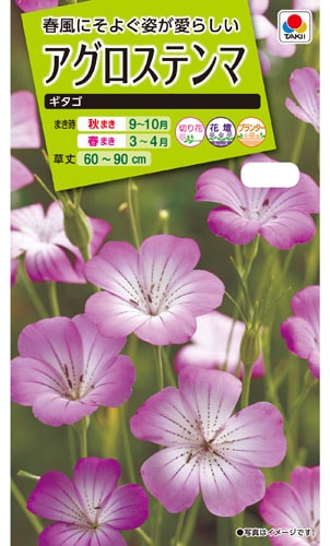 タキイ NL200　アグロステンマ　ギタゴ　小袋[FZZ437]【取り寄せ注文】