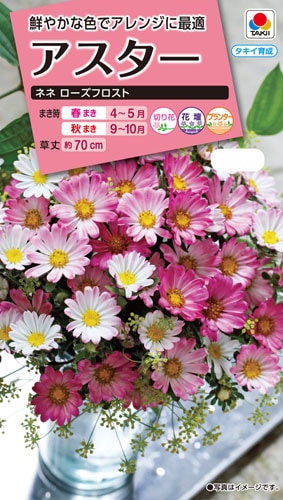 タキイ NL300 アスター ネネローズフロスト 小袋 [FAS367]【取り寄せ注文】※春のみ商品【2026年春種予約商品】