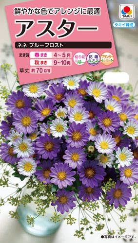 タキイ NL300 アスター ネネブルーフロスト 小袋 [FAS368]【取り寄せ注文】※春のみの商品【2026年春種予約商品】