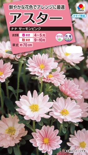 タキイ NL300 アスター ナナサーモンピンク 小袋 [FAS385]【取り寄せ注文】※春のみの商品【2026年春種予約商品】