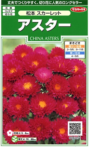 サカタのタネ 実咲250 アスター 松本 スカーレット 小袋[906051]【取り寄せ注文】※春のみ商品【2026年春種予約商品】 