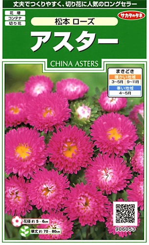 サカタのタネ 実咲250 アスター 松本 ローズ 小袋[906053]【取り寄せ注文】※春のみ商品【2026年春種予約商品】 