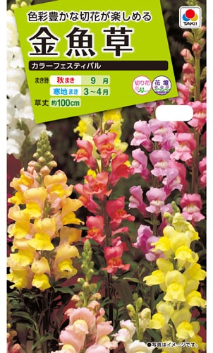タキイ NL200　金魚草　カラーフェスティバル　小袋[FKG110]【取り寄せ注文】