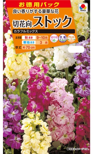 タキイ NL徳用　切花向ストック　カラフルミックス　小袋[FST129]【取り寄せ注文】※秋のみ商品