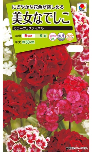 タキイ NL200　美女なでしこ　カラーフェスティバル　小袋[FBN060]【取り寄せ注文】【2026年秋種予約商品】※秋のみ商品