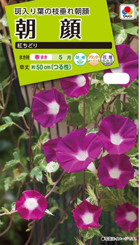 タキイ NL200　朝顔　紅ちどり　小袋[FAA451]【取り寄せ注文】【2027年春種予約商品】＊春のみ商品