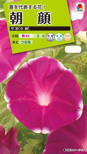 タキイ NL200 朝顔 平安の暁 小袋[FAA538]【取り寄せ注文】※春のみ商品【2026年春種予約商品】