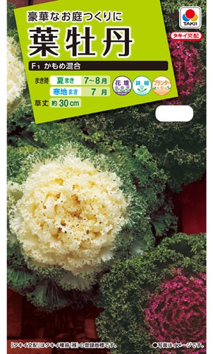 タキイ NL200　葉牡丹　F1かもめ混合　小袋[FHB579]【取り寄せ注文】※秋のみ商品