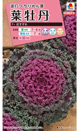 タキイ NL300　葉牡丹　F1紅すずめ　小袋[FHB581]【取り寄せ注文】※秋のみ商品