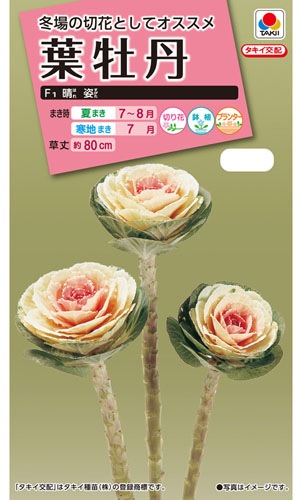 タキイ NL300　葉牡丹　F1晴姿　小袋[FHB652]【取り寄せ注文】※秋のみ商品