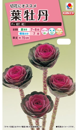 タキイ NL300　葉牡丹　F1初紅　小袋[FHB684]【取り寄せ注文】※秋のみ商品