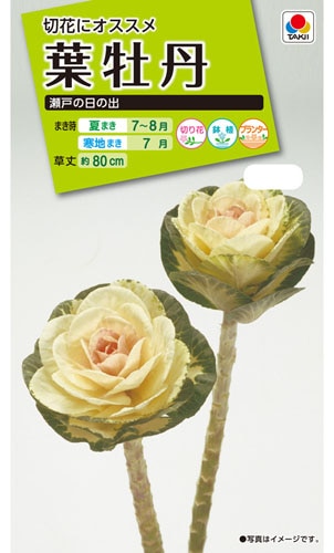 タキイ NL200　葉牡丹　瀬戸の日の出　小袋[FHB314]【取り寄せ注文】※秋のみ商品
