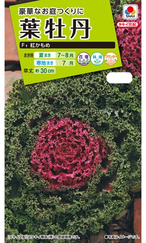 タキイ NL200　葉牡丹　F1紅かもめ　小袋[FHB571]【取り寄せ注文】※秋のみ商品