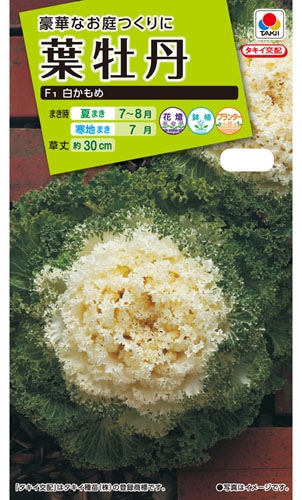 タキイ NL200　葉牡丹　F1白かもめ　小袋[FHB572]【取り寄せ注文】※秋のみ商品