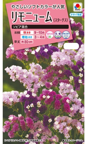 タキイ NL300　リモニューム（スターチス）　ソピア混合　小袋[FSU260]【取り寄せ注文】【2026年秋種予約商品】※秋のみ商品