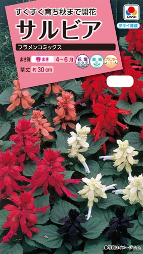 タキイ NL300 サルビア フラメンコミックス 小袋[FSR279]【取り寄せ注文】※春のみの商品【2026年春種予約商品】