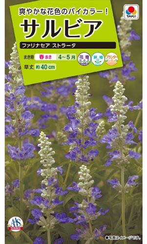 タキイ NL200 サルビア ファリナセアストラータ 小袋[FSR513]【取り寄せ注文】※春のみ商品【2026年春種予約商品】 
