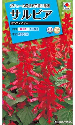タキイ NL150 サルビア ボンファイヤー 小袋[FSR111]【取り寄せ注文】※春のみ商品【2026年春種予約商品】 