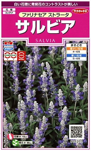 サカタのタネ 実咲350 サルビア ファリナセア ストラータ 小袋[905203]【取り寄せ注文】※春のみ商品【2026年春種予約商品】 