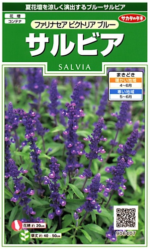 サカタのタネ 実咲250 サルビア ファリナセア ビクトリアブルー 小袋[906407]【取り寄せ注文】※春のみ商品【2026年春種予約商品】 